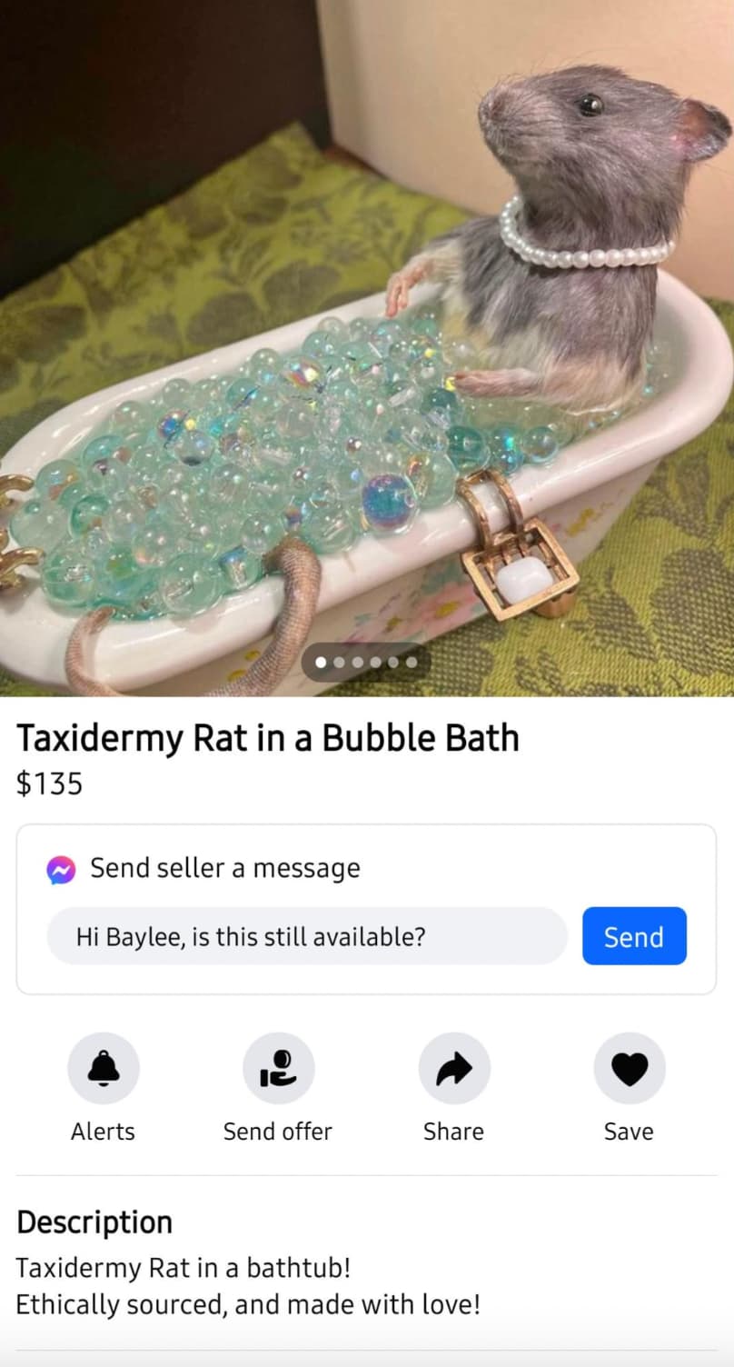 degu - Taxidermy Rat in a Bubble Bath $135 Send seller a message Hi Baylee, is this still available? Send Ic Alerts Send offer Save Description Taxidermy Rat in a bathtub! Ethically sourced, and made with love!